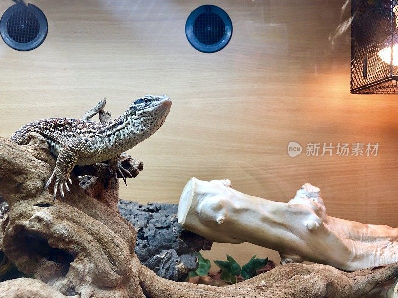 阿基矮巨蜥(Varanus acanthurus)在热灯下在一个胎养箱中变暖